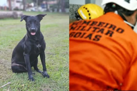 Justiça por Brutus: protesto vai até sede dos bombeiros nesta segunda (Foto: Reprodução)