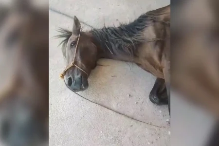 Cavalo morre após semanas doente às margens de rodovia em Terezópolis de Goiás