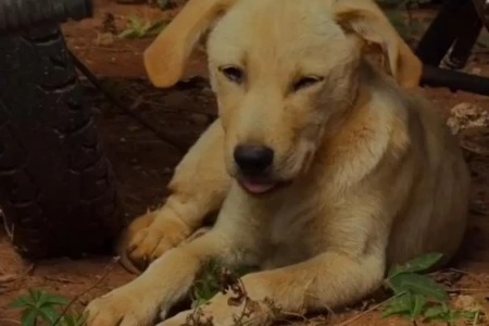Cachorro deitado - (Foto: reprodução/PC)