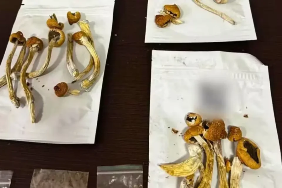 Cogumelos mágicos apreendidos com filho de advogado - (Foto: reprodução/PC)