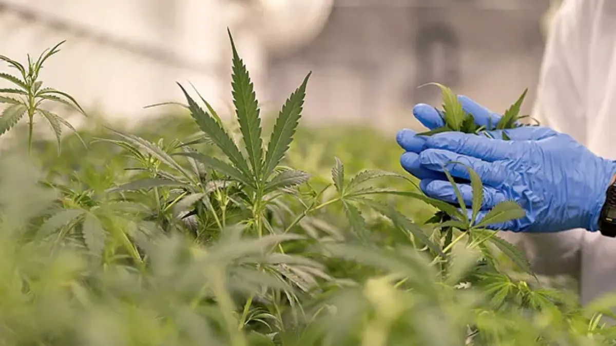 Imagem mostra especialista manuseando planta destinada a fins medicinais