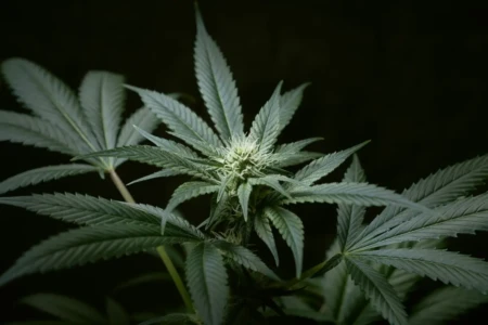 Goiânia pode criar centro municipal de tratamento com cannabis; entenda (Foto: Canva)