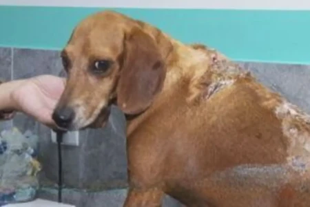 Cão Johnny: promotoria pode endurecer punição e descartar acordo em caso de maus-tratos (Foto: Reprodução/Vídeo)