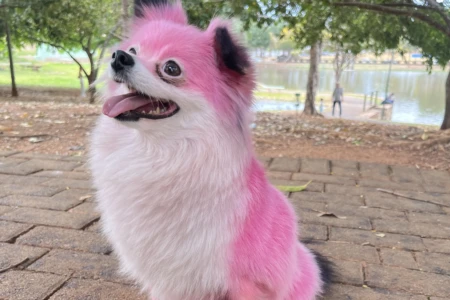 Festival PET 360 reúne pets influenciadores em Goiânia; saiba mais