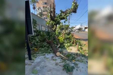 Árvore sete-copas gera reclamações de comerciantes em Goiânia: 'Depenada'