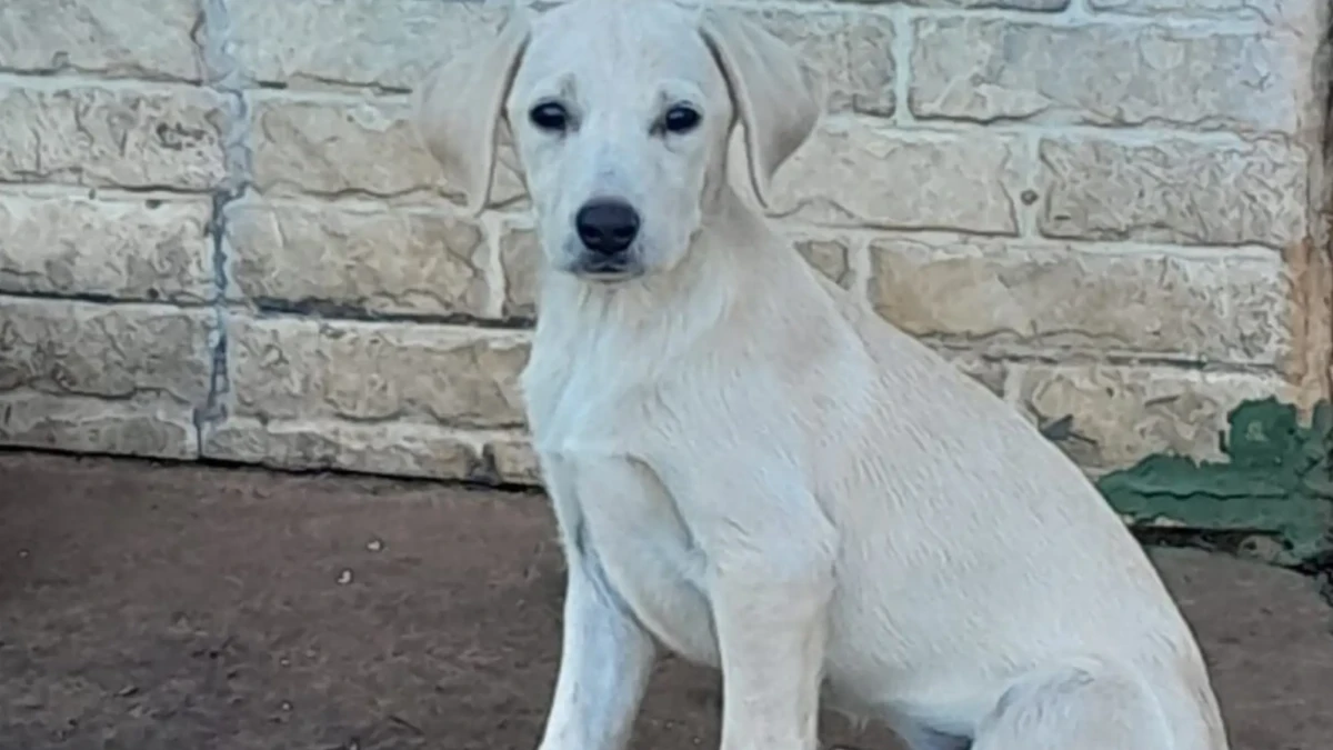 Goiânia recebe evento de adoção de cães e gatos neste sábado (25)