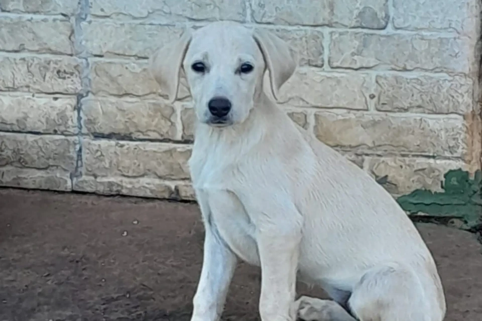 Goiânia recebe evento de adoção de cães e gatos neste sábado (25)