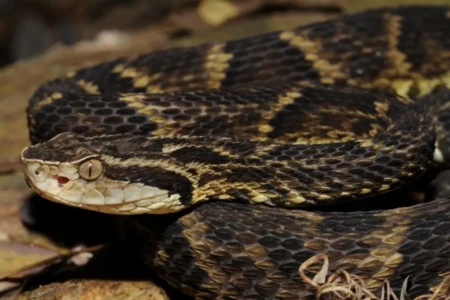 Imagem de uma jararaca