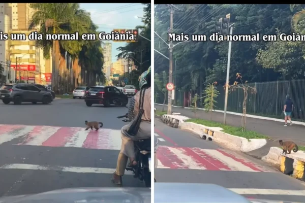 Macaco é filmado atravessando na faixa de pedestres em Goiânia