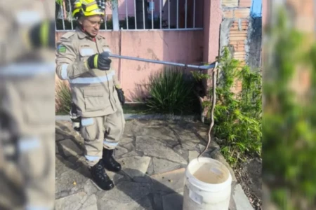 Bombeiro resgatando serpente - (Foto: reprodução/Corpo de Bombeiros)