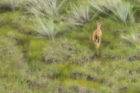 Quase ameaçado de extinção, veado-campeiro é visto em parque estadual de Goiás (Foto: Reprodução)