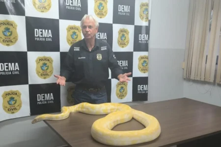Píton em cima da mesa da DEMA - (Foto: reprodução;PC)