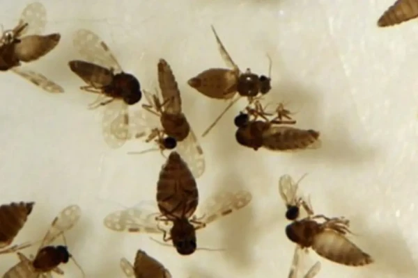 Imagem do mosquito transmissor