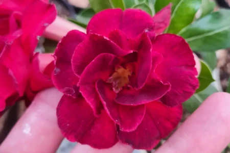 Bazar das plantas em Goiânia reúne opções a partir de R$ 2,50; saiba mais