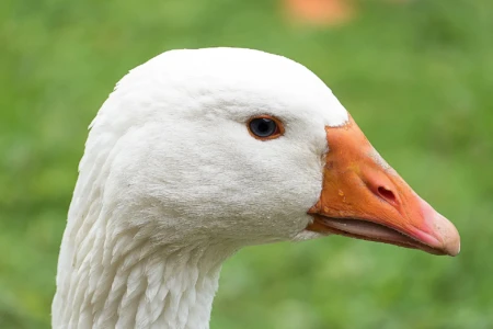 Câmara aprova projeto que proíbe produção e venda de foie gras no Brasil (Foto: Pixabay)