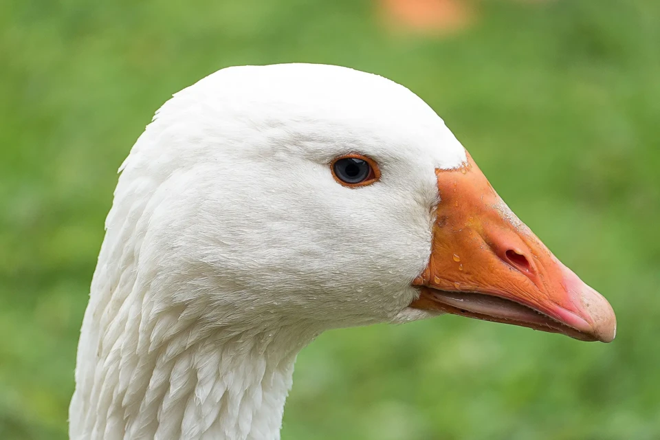 Câmara aprova projeto que proíbe produção e venda de foie gras no Brasil (Foto: Pixabay)
