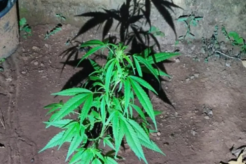 Imagem do pé de maconha