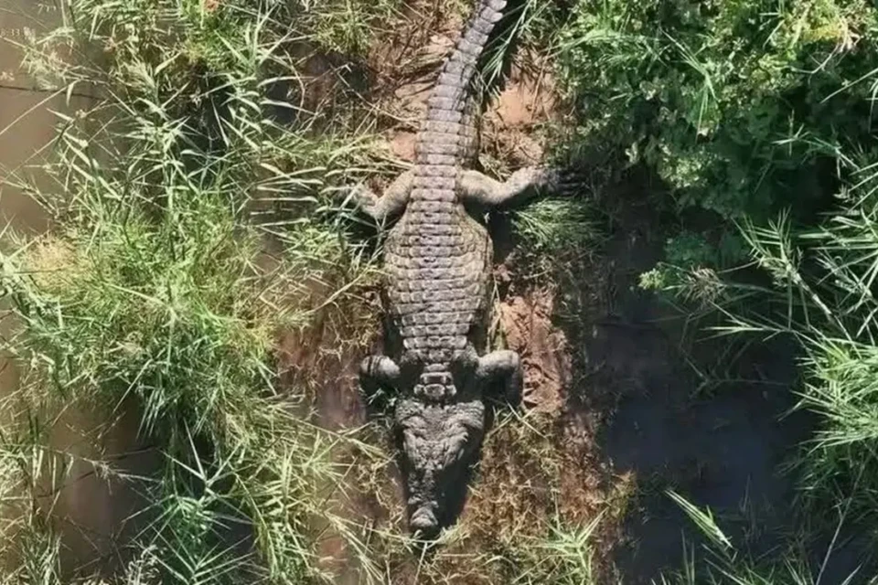 Vídeo: polícia encontra restos humanos em crocodilo na África do Sul Necropsia revelou membros, fragmentos do tórax e um anel