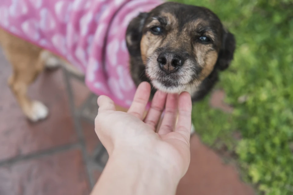 Goiânia recebe feira de adoção com 25 animais nesta quinta-feira
