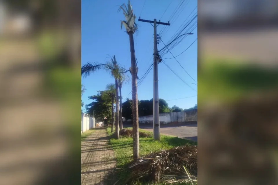 Administração de condomínio em Goiânia questiona poda de árvores feita pela Equatorial