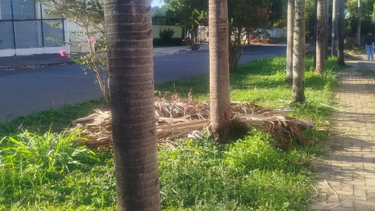 coqueiros 1