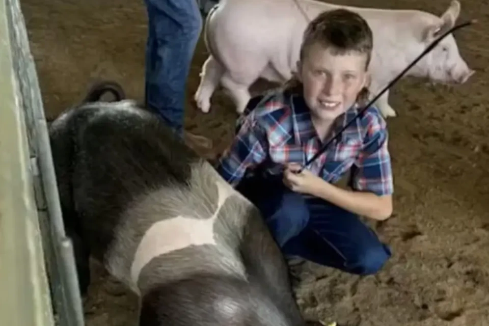 Vizinhos são presos após matar e comer porca de terapia de garoto com autismo Menino com TDAH cuidava do animal