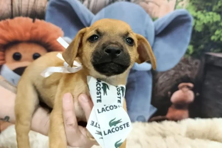 Aparecida recebe feira de adoção com cães e gatos neste sábado