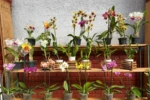 Goiânia recebe feira de orquídeas com curso gratuito programação Feira acontece no Orquidário Orlando Arruda, no Bosque dos Buritis