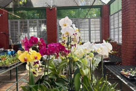 Feira de orquídeas movimenta Goiânia e oferece curso gratuito no Bosque dos Buritis neste sábado (13) plantas, palestra e sorteio de mudas