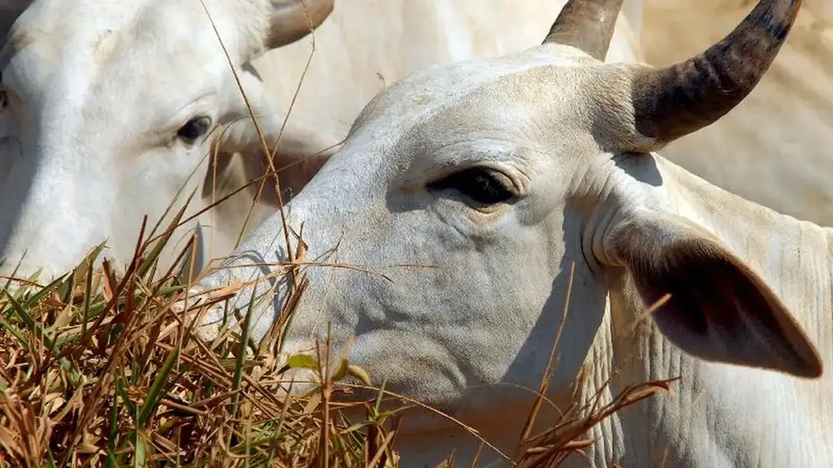vaca