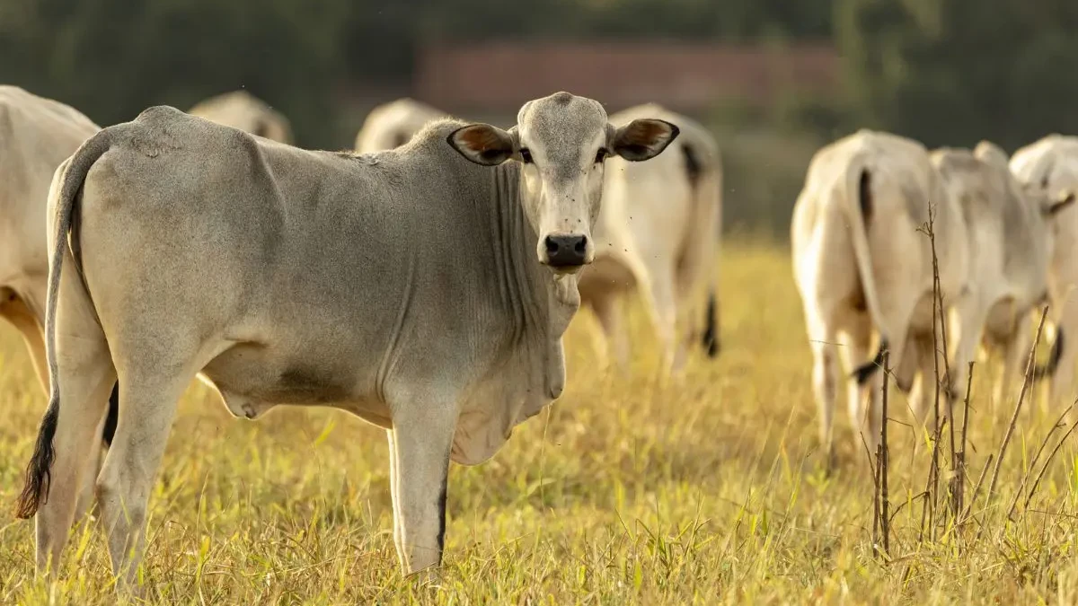 Brasil pode perder quase US$ 2 bi em vendas de carne para a Europa (Foto: Agência Brasil)