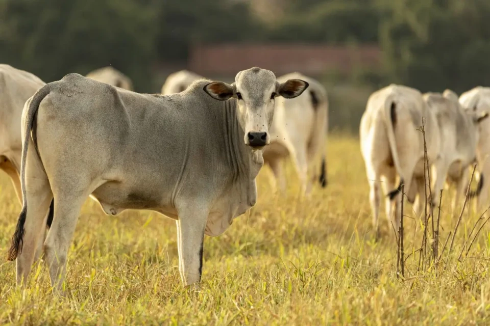 Brasil pode perder quase US$ 2 bi em vendas de carne para a Europa (Foto: Agência Brasil)