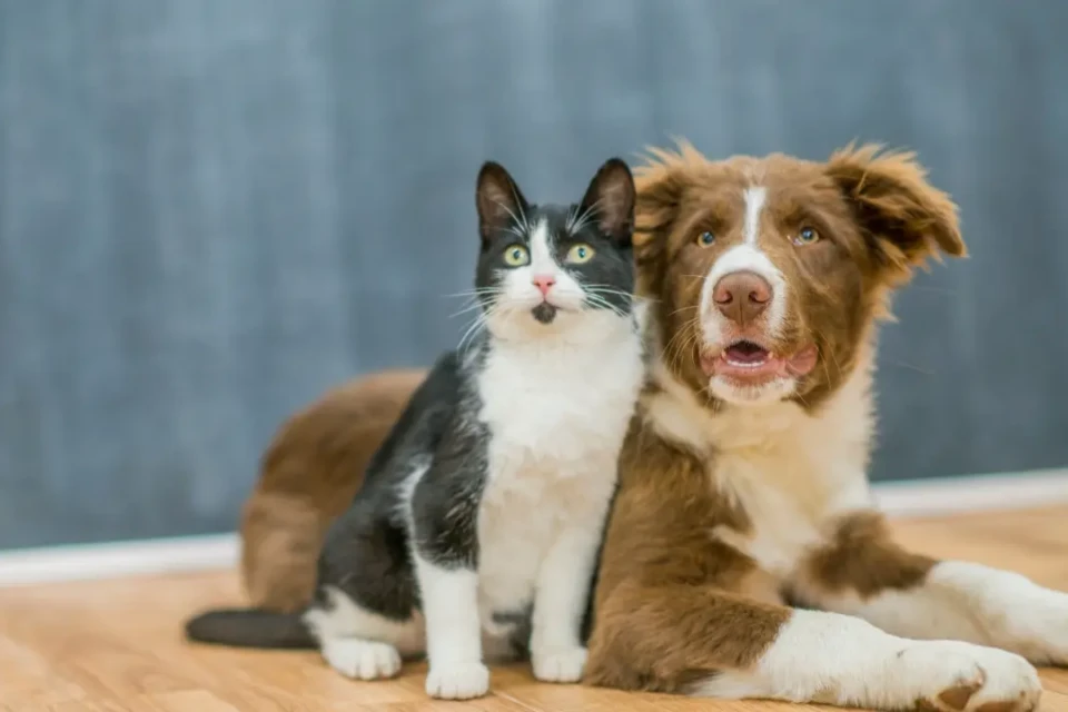 Falar com voz de bebê é mais eficaz para lidar com gatos e cães tom agudo e suave é mais efetivo; em gatos, só funciona voz for a do dono