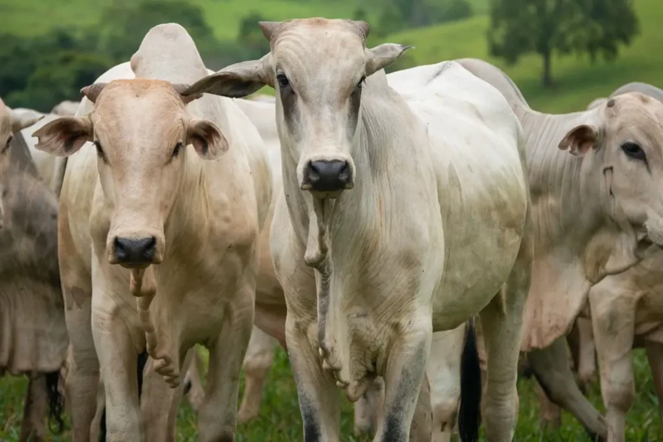 Agro age para evitar embargo europeu à carne brasileira; Goiás exportou U$189 mi em 2025