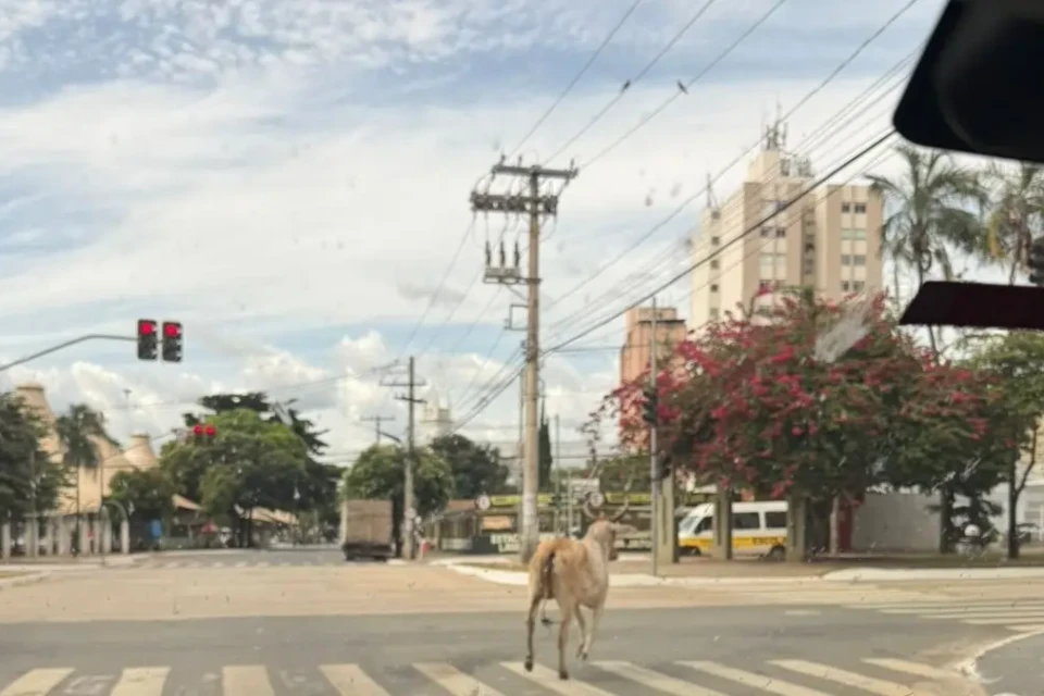 Vaca é flagrada na Avenida Goiás e investe contra pedestre no Centro de Goiânia