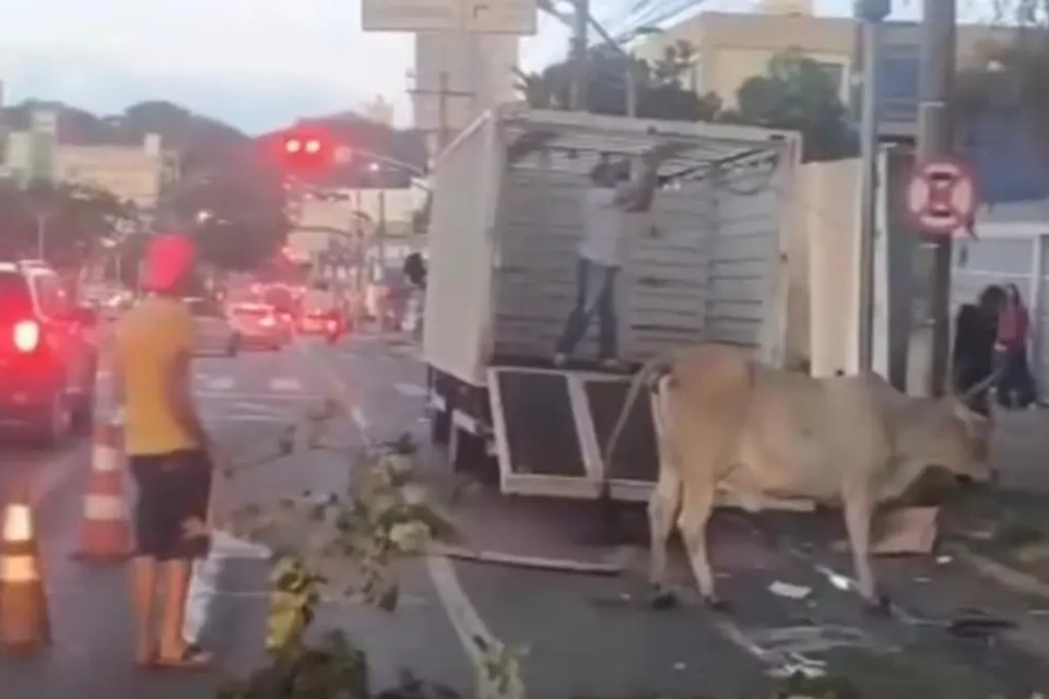 Vaca sendo resgatada - (Foto: reprodução)