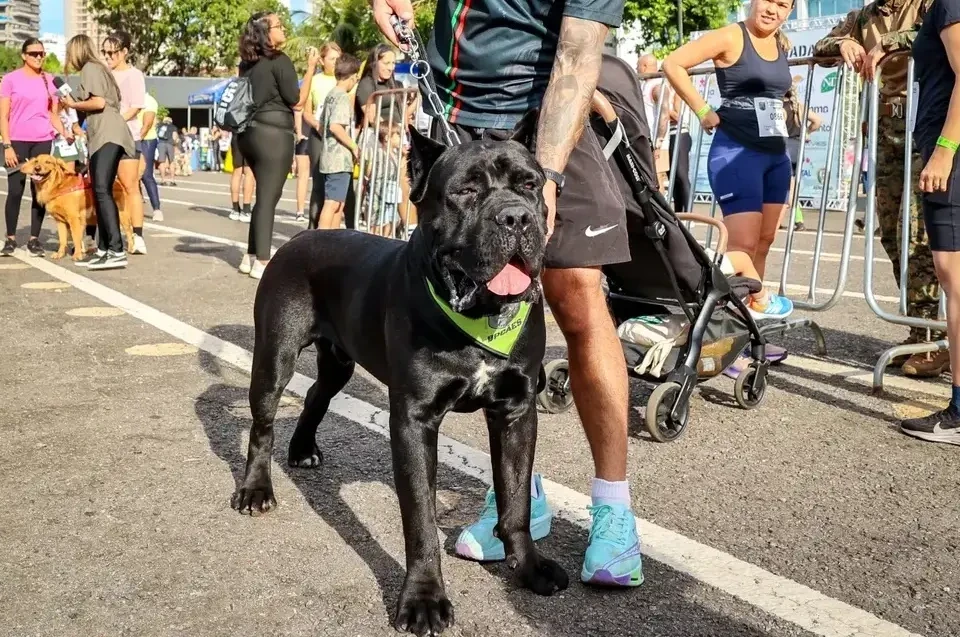Cãominhada do BPCÃES com cães policiais em Goiânia; veja fotos Evento foi realizado no Setor Marista com entrada gratuita