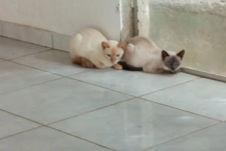 Gatos resgatados de maus-tratos em Itauçu são colocados para adoção 24 whatsapp image 2026 05 19 at 13 31 53 Gatos resgatados de maus-tratos em Itauçu são colocados para adoção