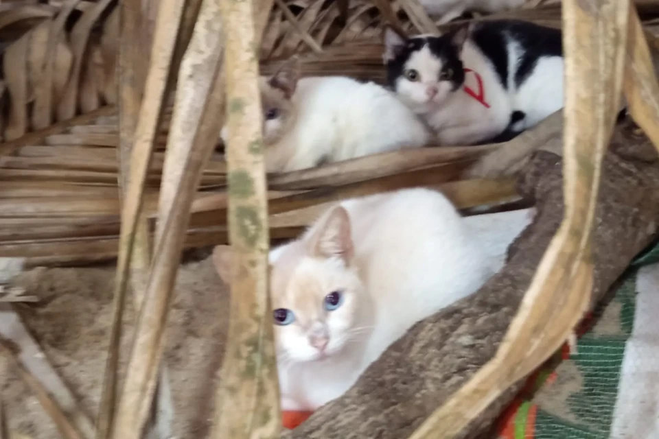 Gatos resgatados de maus-tratos em Itauçu são colocados para adoção 25 whatsapp image 2026 05 19 at 13 31 52 Gatos resgatados de maus-tratos em Itauçu são colocados para adoção