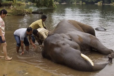 Cenas fortes: mulher morre esmagada após briga entre elefantes na Índia; vídeo Turista acompanhava atividade com animais quando foi atingida
