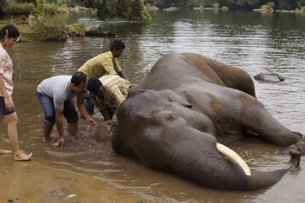 Cenas fortes: mulher morre esmagada após briga entre elefantes na Índia; vídeo Turista acompanhava atividade com animais quando foi atingida