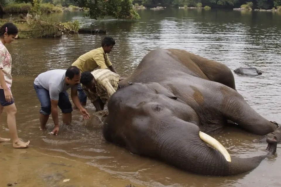 Vídeo com cenas fortes: mulher morre esmagada por elefantes na Índia; vídeo Turista acompanhava atividade com animais quando foi atingida