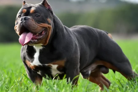 Cão da raça American Bully - (Foto: reprodução)
