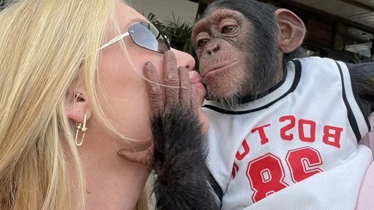 Virginia é criticada ao beijar macaco dias após término com Vini Jr "Que pegada foi essa?" diz ex de Zé Felipe no vídeo; assista
