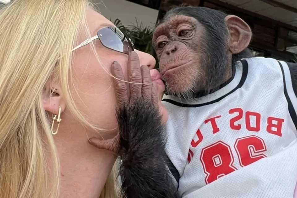 Virginia é criticada ao beijar macaco dias após término com Vini Jr "Que pegada foi essa?" diz ex de Zé Felipe no vídeo; assista