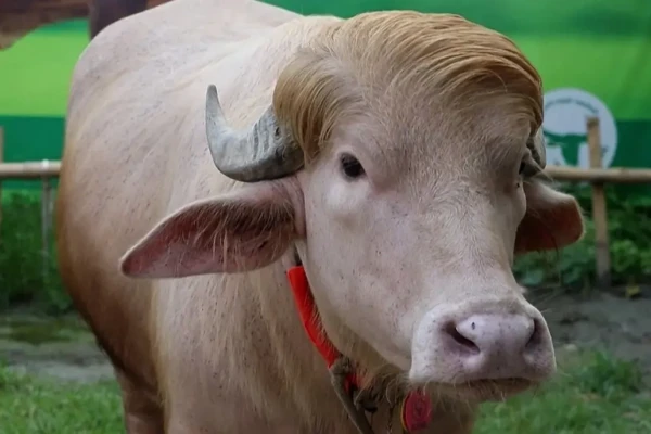 Veja fotos do búfalo parecido com Trump que será sacrificado em Bangladesh Animal será sacrificado durante festival religioso islâmico