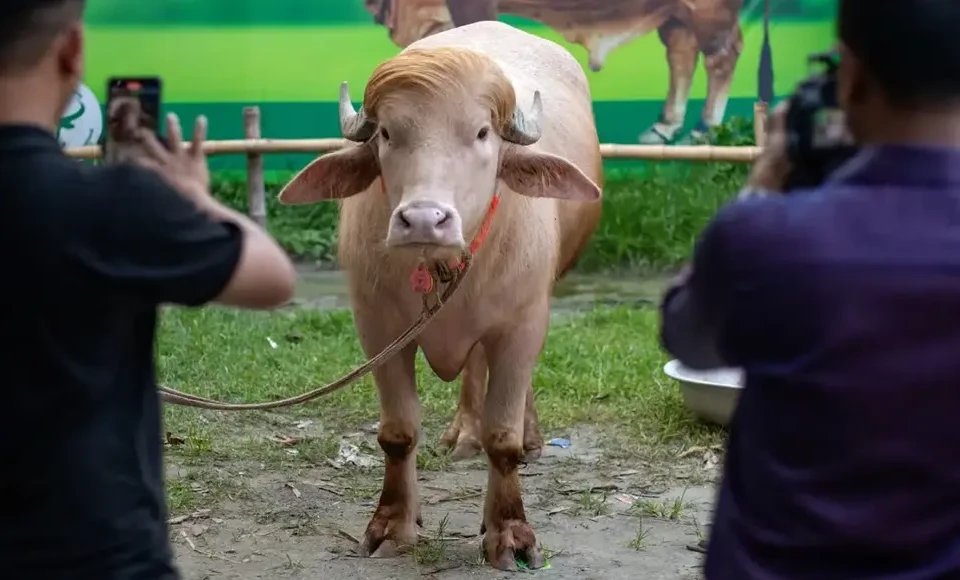 Veja fotos do búfalo parecido com Trump que será sacrificado em Bangladesh Animal será sacrificado durante festival religioso islâmico