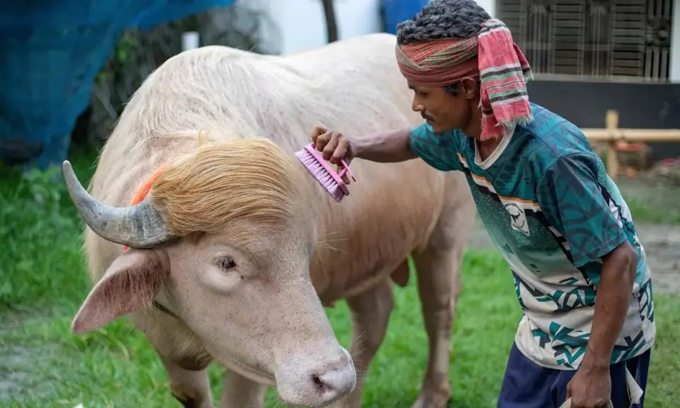 Veja fotos do búfalo parecido com Trump que será sacrificado em Bangladesh Animal será sacrificado durante festival religioso islâmico