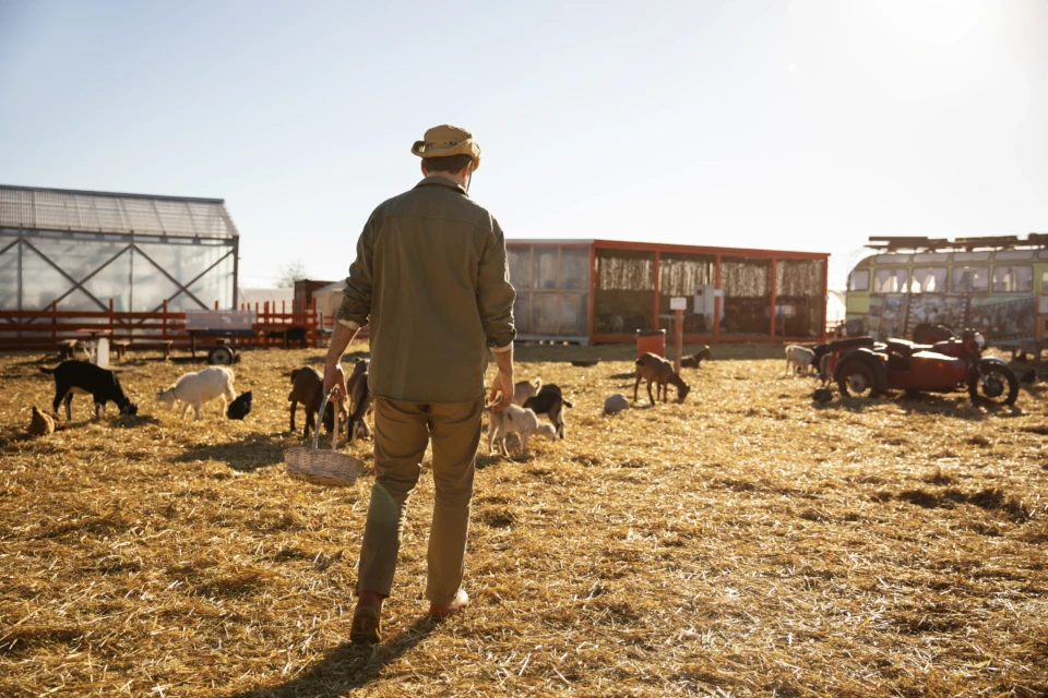 male-farmer-overseeing-his-animals-farm