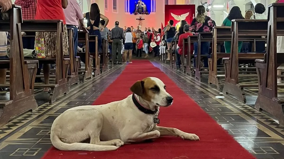 Cachorrinha acompanhava turistas, participava de missas Dama do Largo: morre Marta, cadela símbolo da Cidade de Goiás